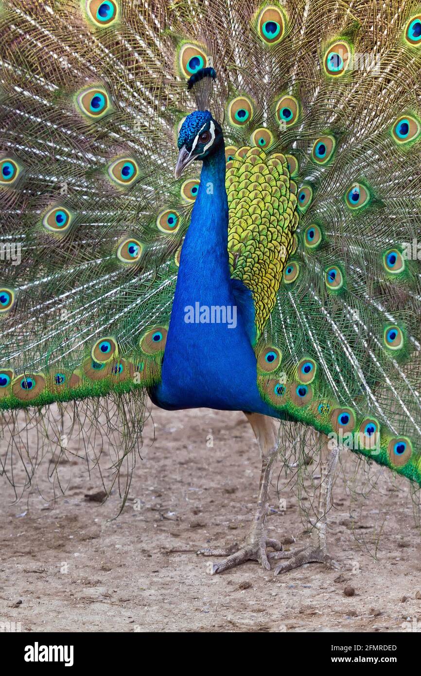 Macho de pavo real en el momento de la apertura de las plumas. Foto de stock