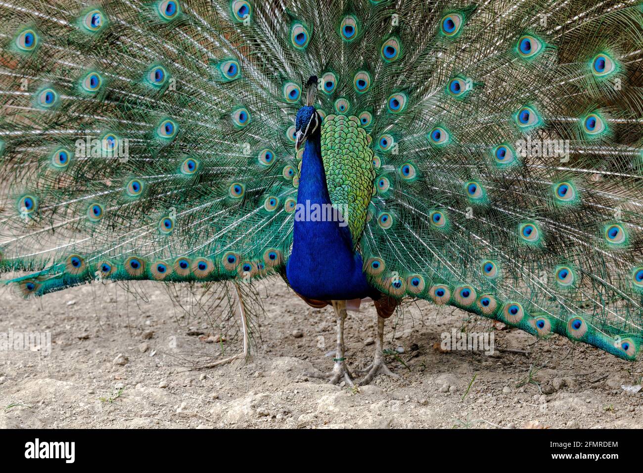 Macho de pavo real en el momento de la apertura de las plumas. Foto de stock