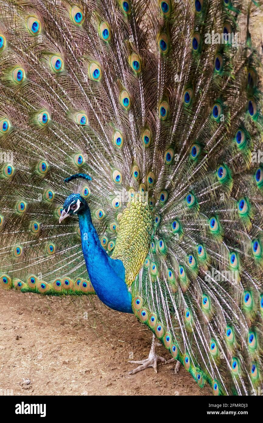 Macho de pavo real en el momento de la apertura de las plumas. Foto de stock