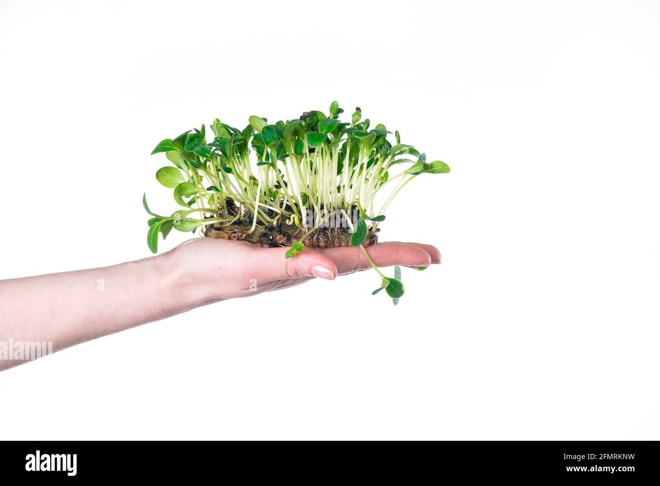 Cultivo de microgreens en casa. La mano sostiene brotes de girasol sobre un  fondo blanco. Hidropónicos Fotografía de stock - Alamy