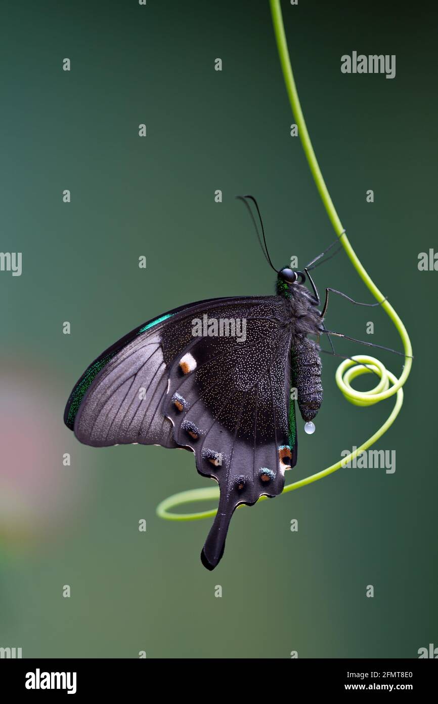 Una mariposa es un insecto que vuela principalmente el día de la orden Lepidoptera, las