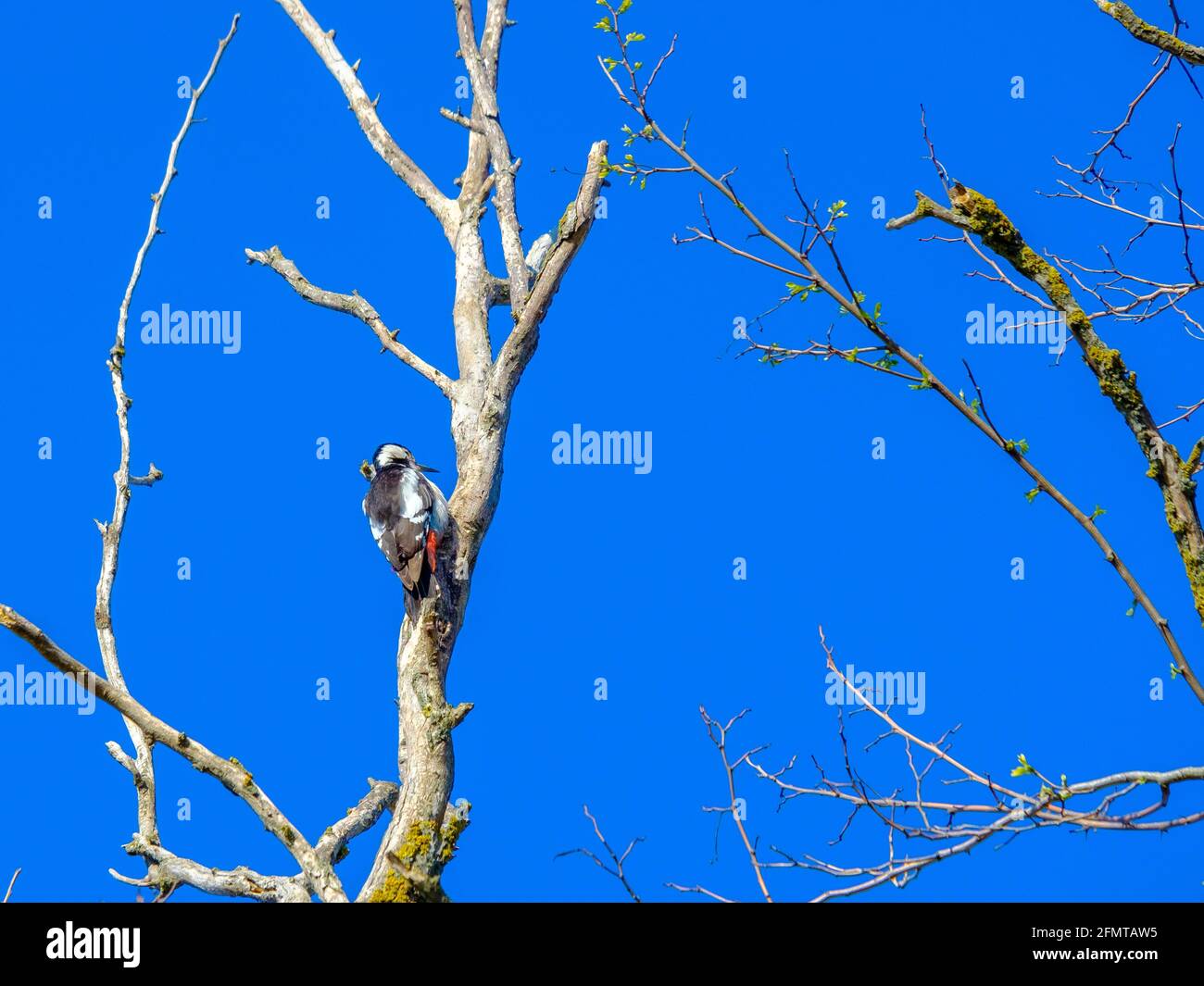 árbol taladro fotografías e imágenes de alta resolución - Página 7 - Alamy