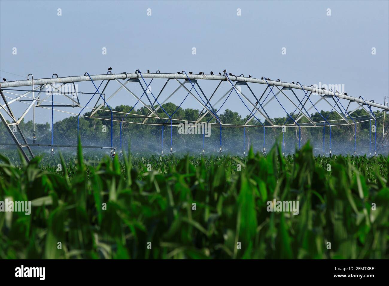 Kansas GREEN Corn regado con un sistema de riego en un día caluroso con pájaros sentados encima de él enfriándose con el cielo azul en el país. Foto de stock