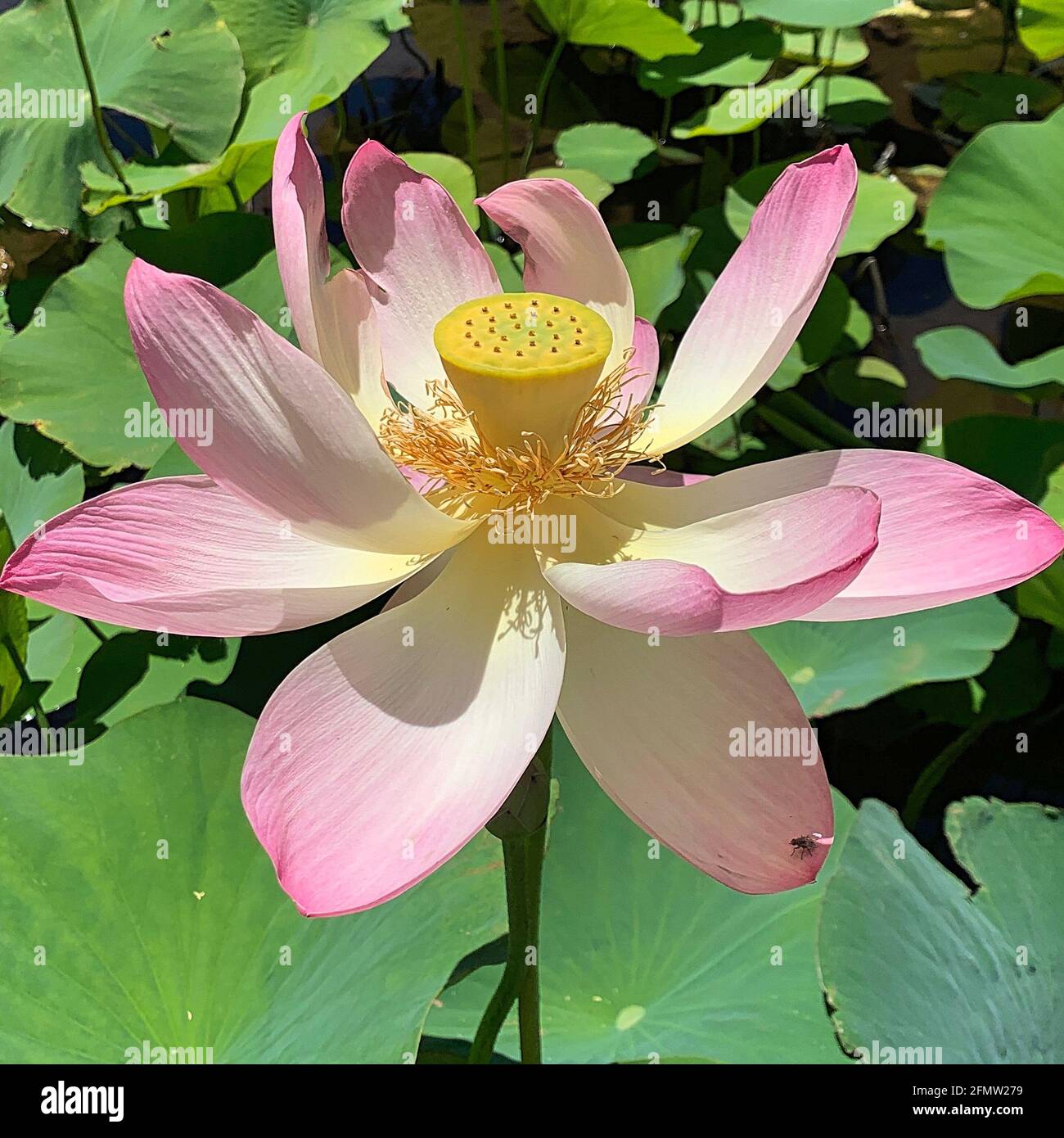 Flor de loto en flor completa con un poco de vuelo relajante En la Sombra de sus pétalos Foto de stock