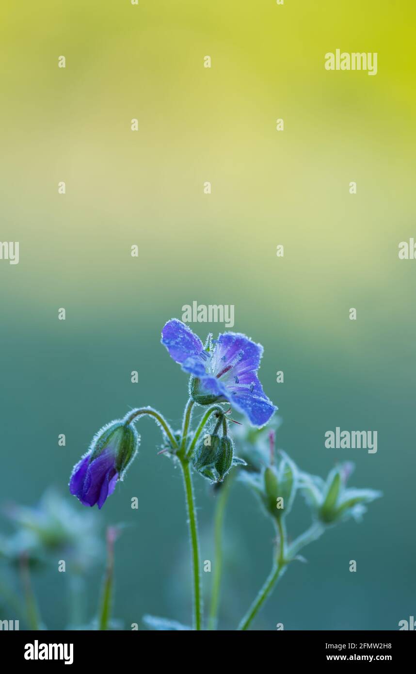 Primer plano de pico de árbol de madera en flor, Geranium sylvaticum con heladas matutinas Foto de stock