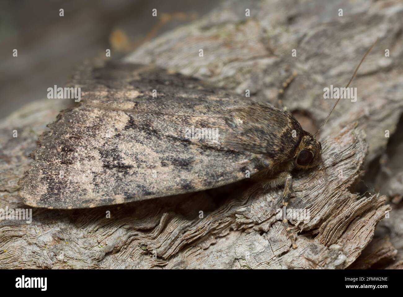 Polilla en la madera fotografías e imágenes de alta resolución Alamy