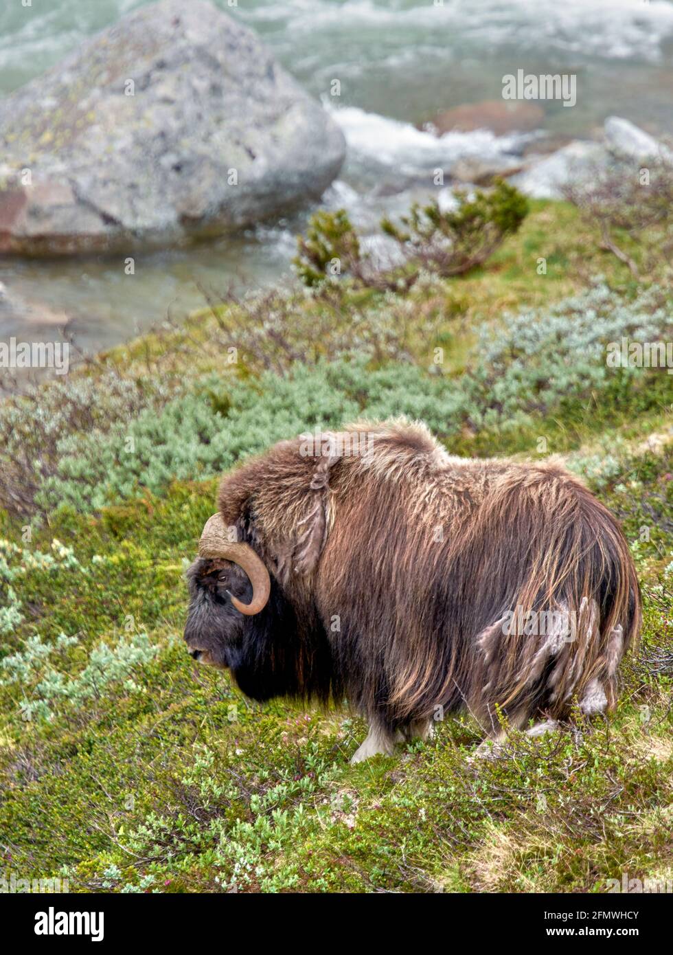 Moschusochse/Muskox (Ovibos moschatus) - -Parque Nacional de Dovrerell en Noruega Foto de stock
