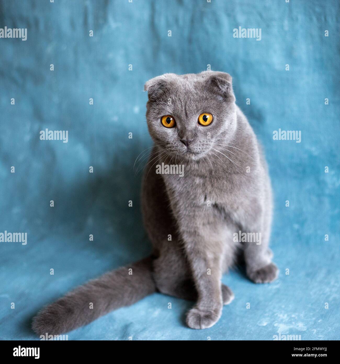 Gato escocés gris sobre lona azul Foto de stock