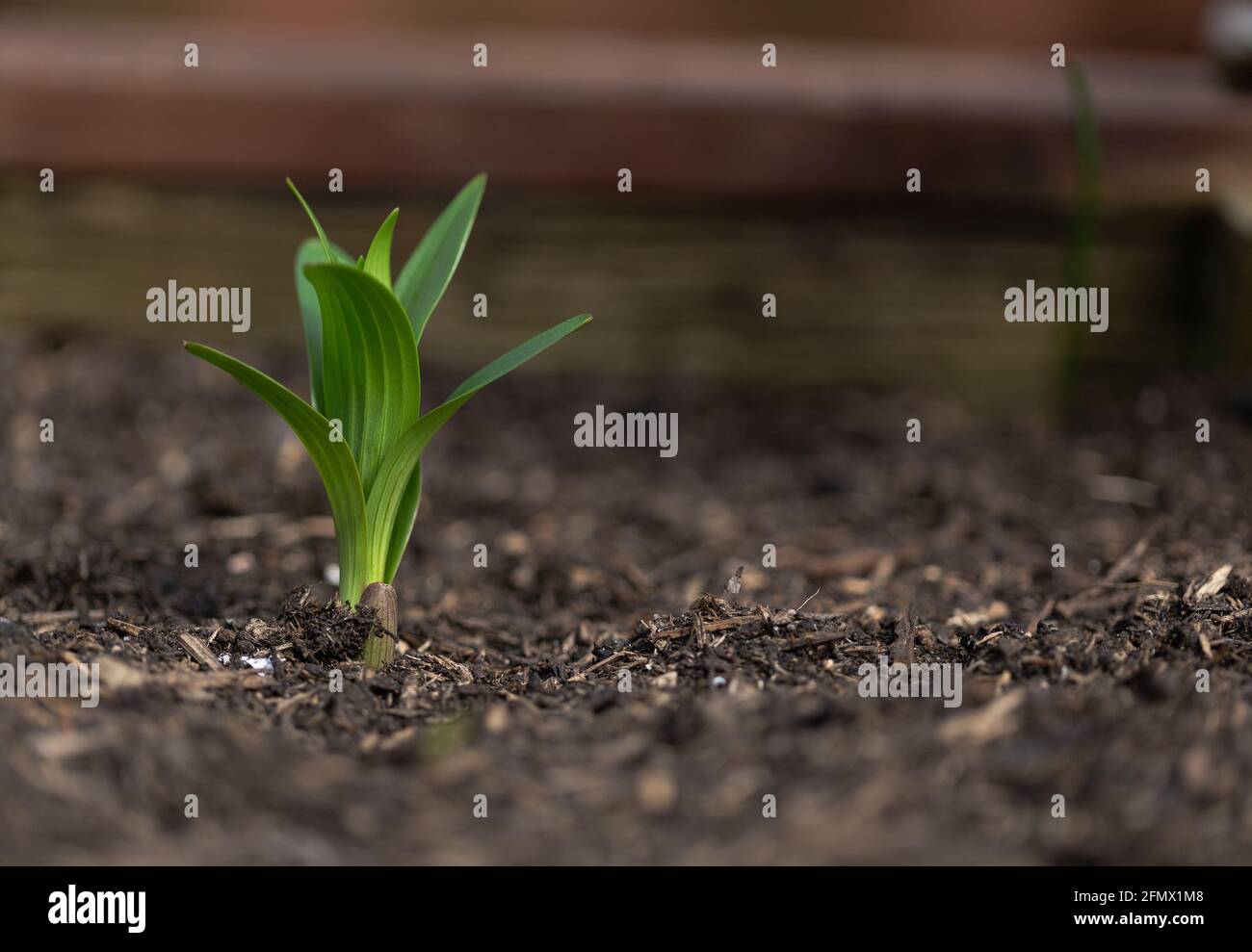 Nuevo crecimiento de primavera de un bulbo de lirio que emerge del suelo Foto de stock