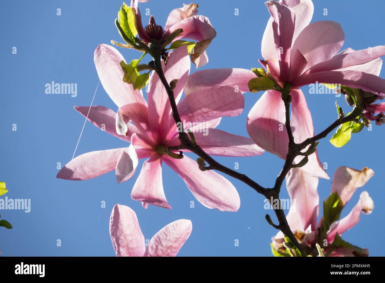 Magnolia Big Dude rosa flor primavera belleza Foto de stock