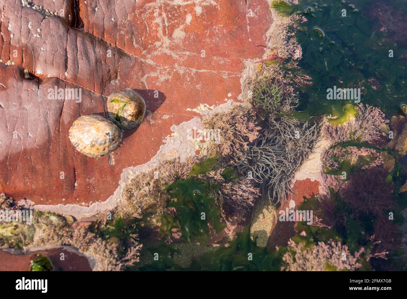 Limpinas comunes, malezas coralinas (Corallina officinallis), anémonas de alce (Anemonia viridis) y lechuga de mar (Ulva lactuca) en poza de roca Foto de stock