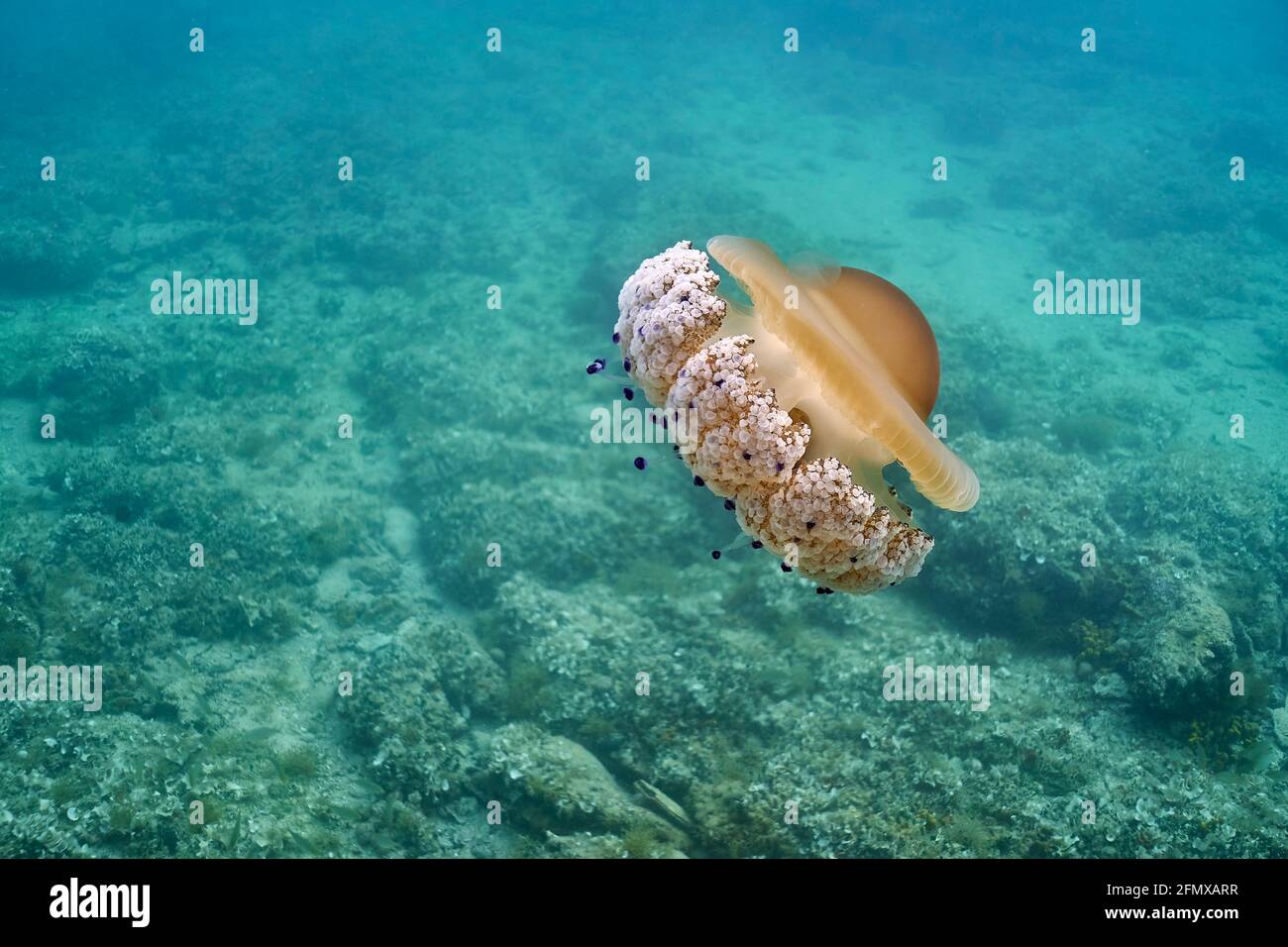 Cotylorhiza tuberculata o medusas fritas flotando en aguas poco profundas. El fondo del mar se puede ver también. Foto de stock