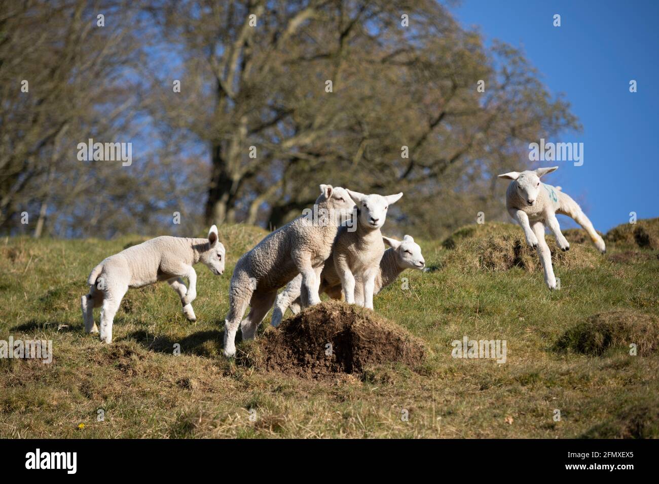 Corderos de primavera jugando y saltando en el aire en la pendiente de hierba, Cotswolds, Gloucestershire, Inglaterra, Reino Unido, Europa Foto de stock