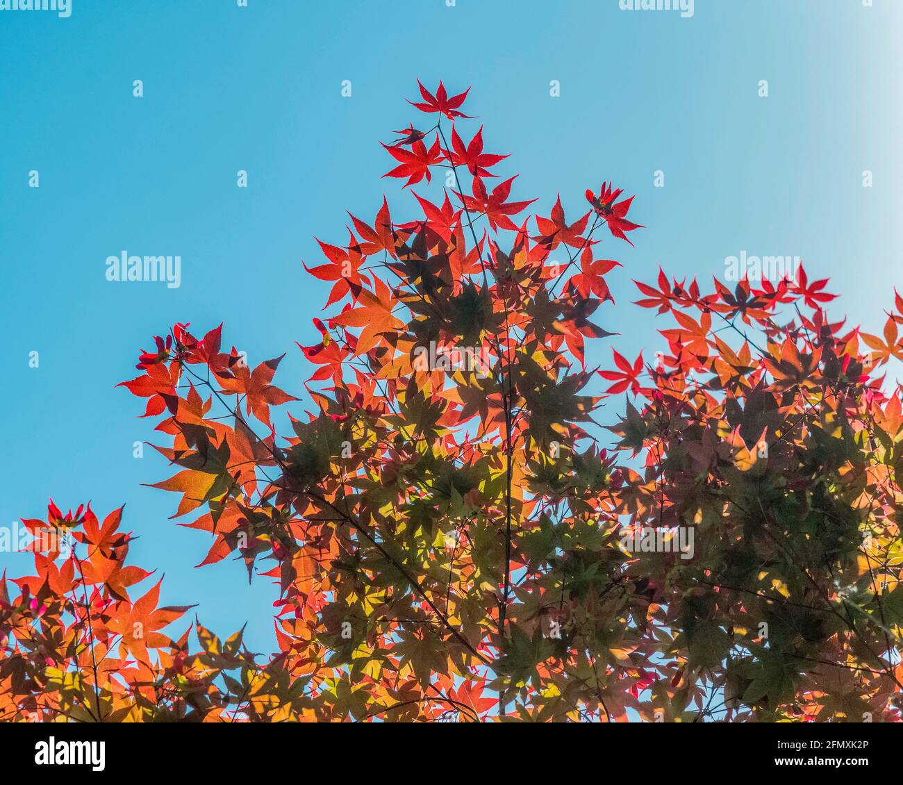 Arce japonés (Acer palmatum) deja delante de un cielo claro. Foto de stock