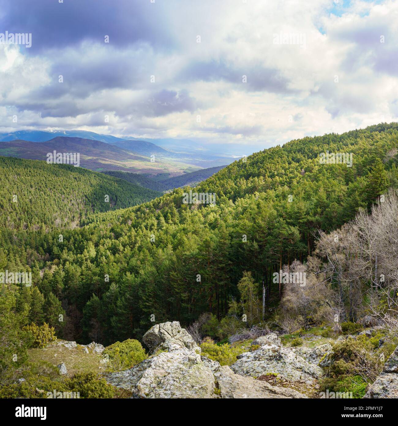 Verde paisaje de valle arbolado con pinos y coníferas grandes, montañas en el fondo y nubes de tormenta. Madrid. Foto de stock