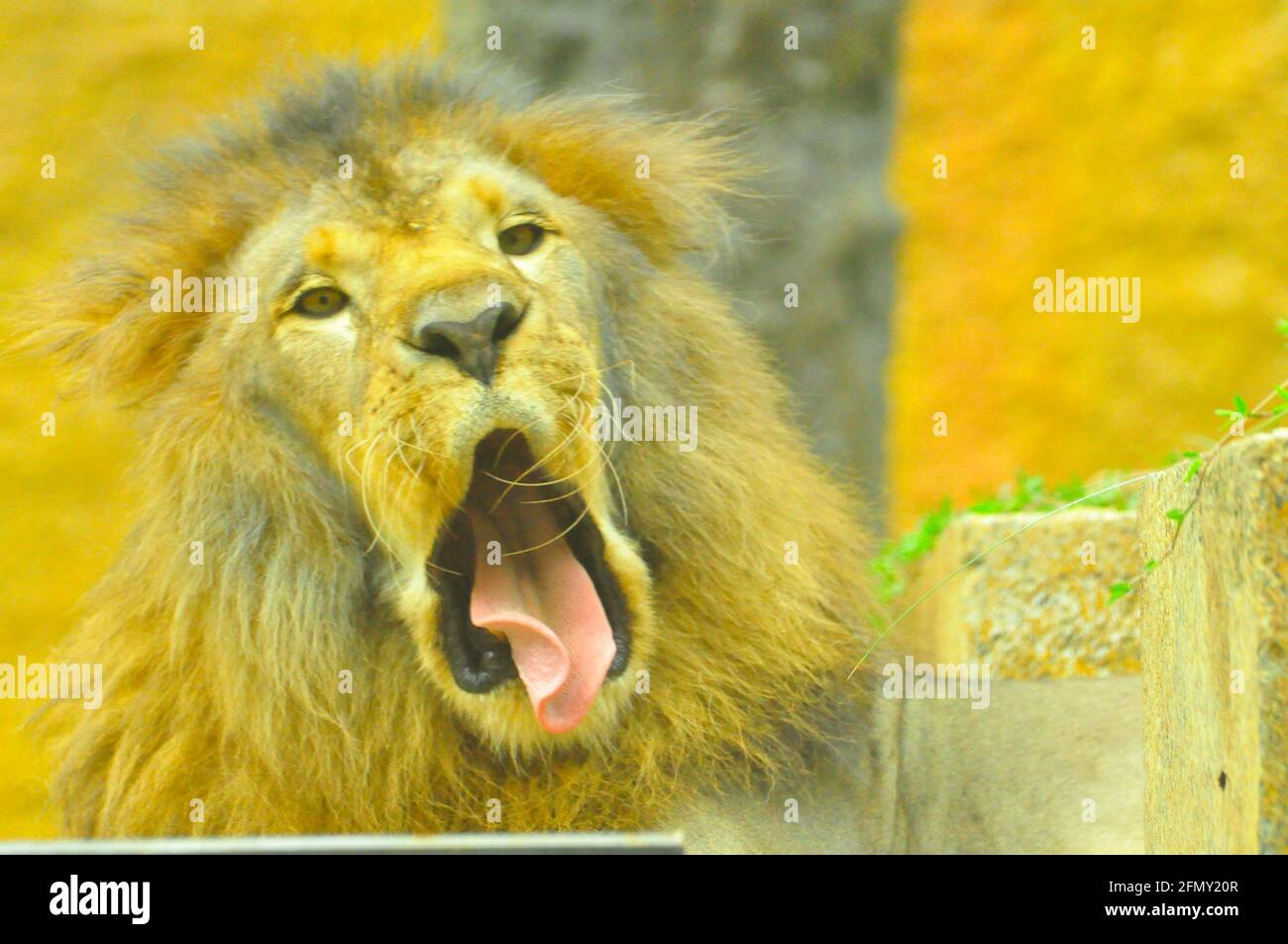 León africano (Panthera leo), el rey de las bestias Foto de stock