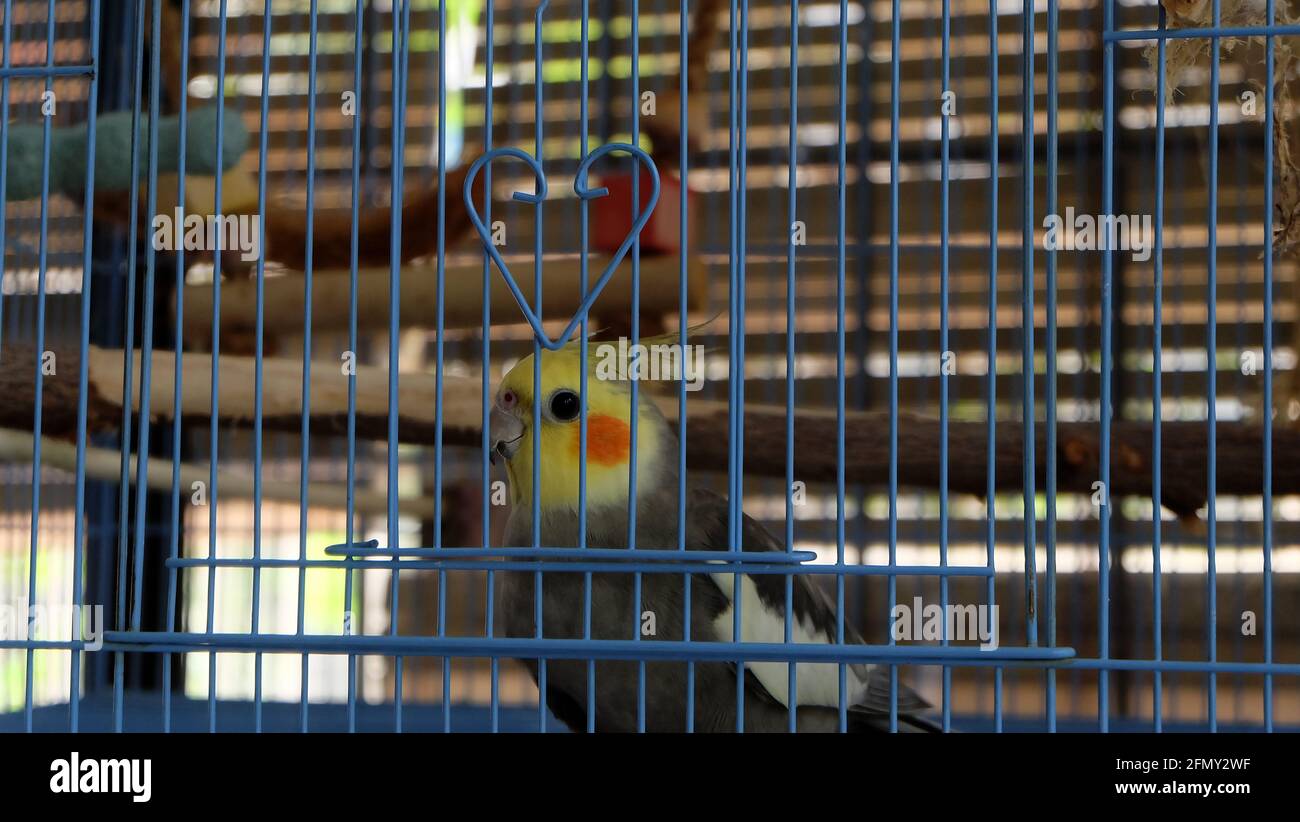 Cacatúa en jaula de pájaros fotografías e imágenes de alta resolución -  Alamy