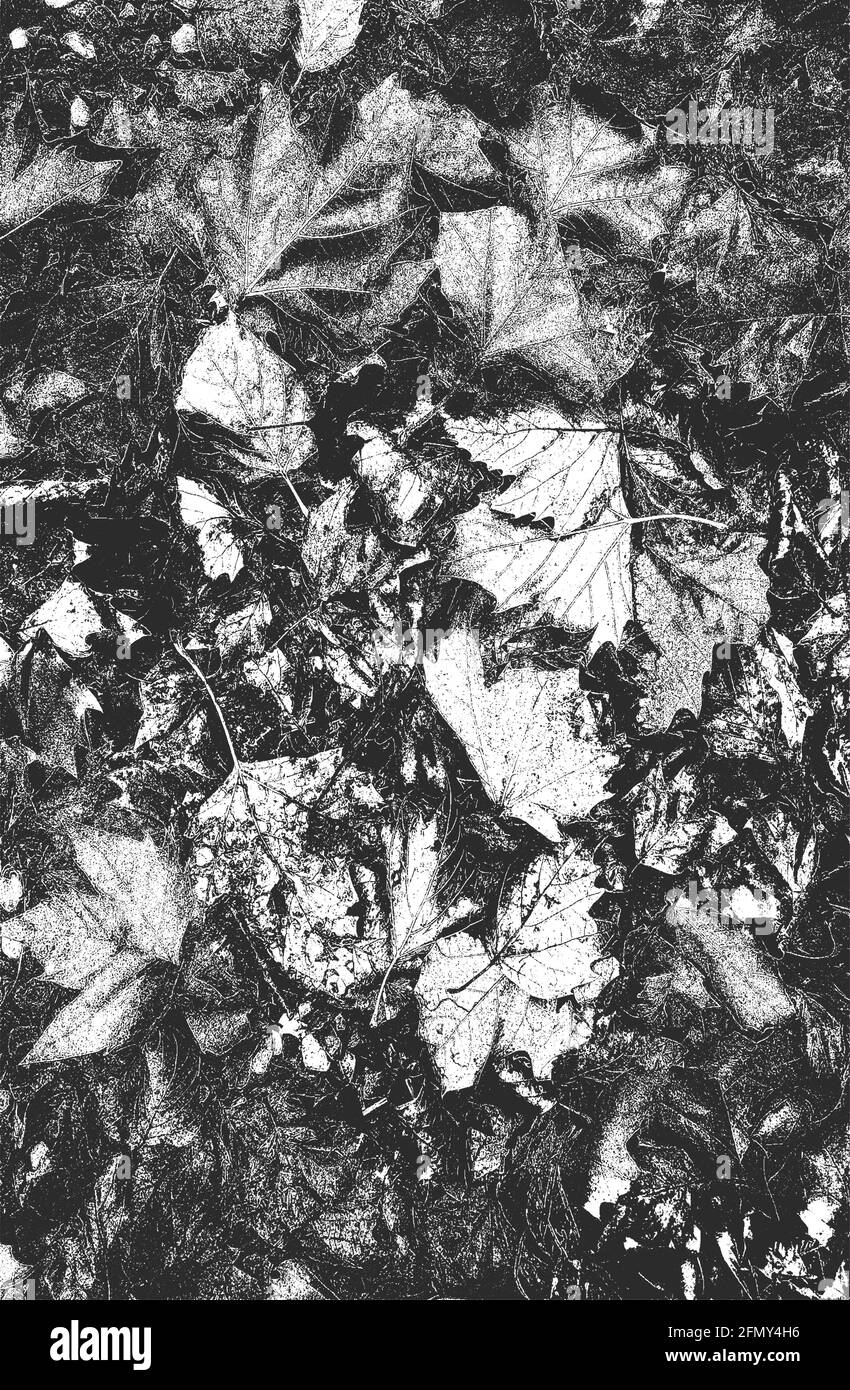 Textura superpuesta en apuros de vainas de frijol, tallos de plantas, hojas secas. Fondo blanco y negro grunge. Ilustración abstracta de vectores de semitonos Ilustración del Vector