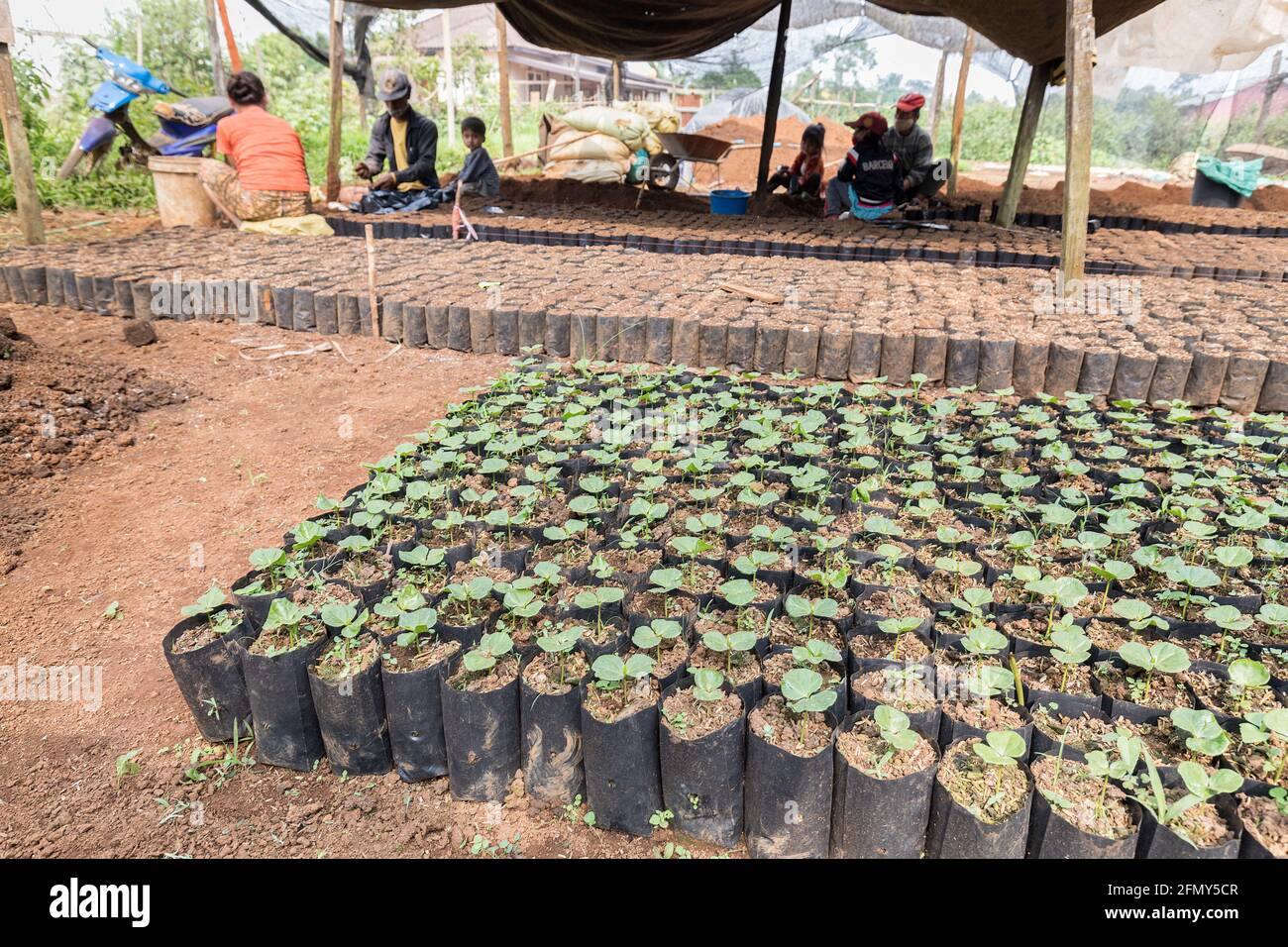 Plantando plantones fotografías e imágenes de alta resolución Alamy