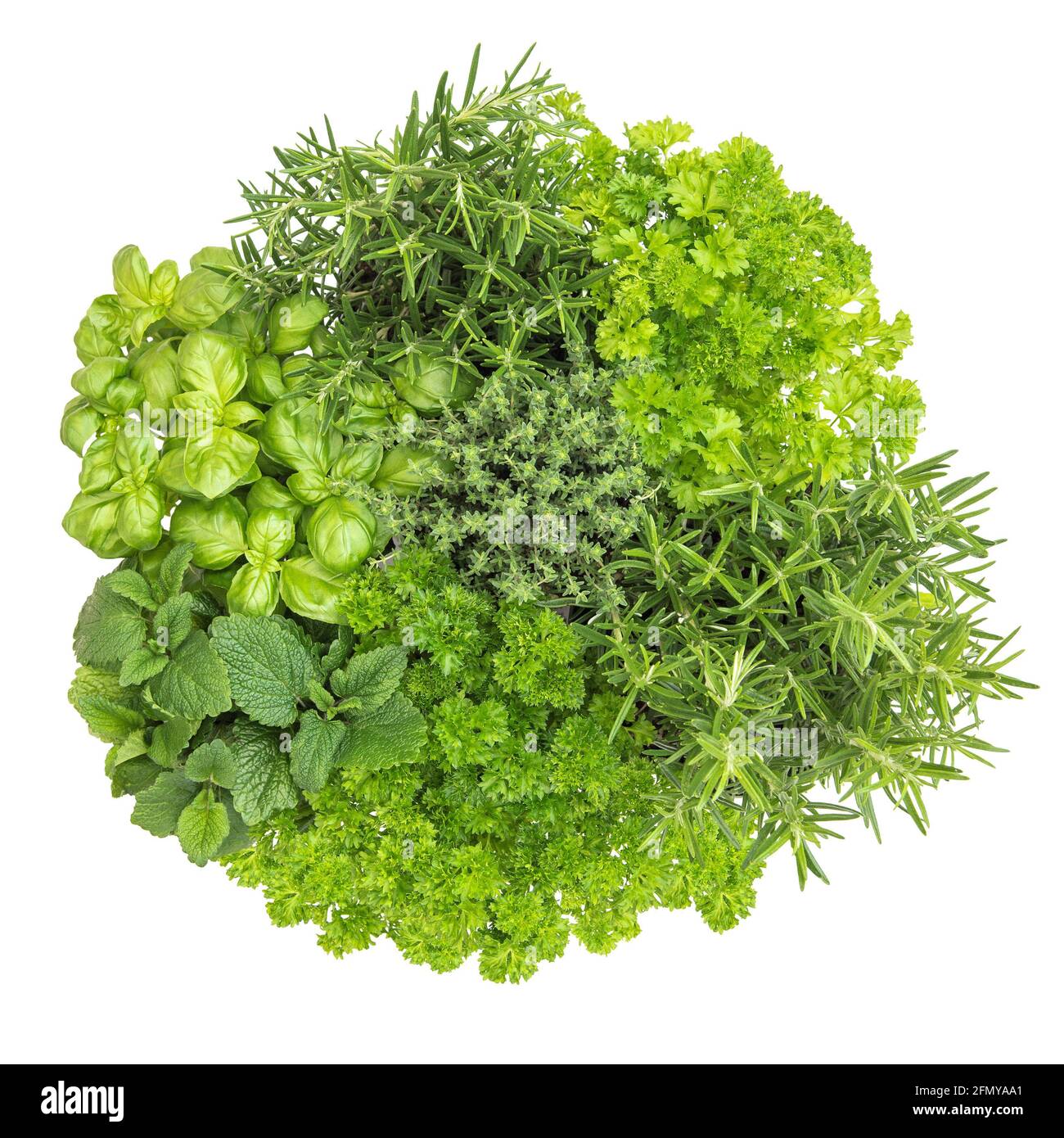 Cocina hierbas plantas vista superior. Albahaca, romero, tomillo, menta,  perejil Fotografía de stock - Alamy