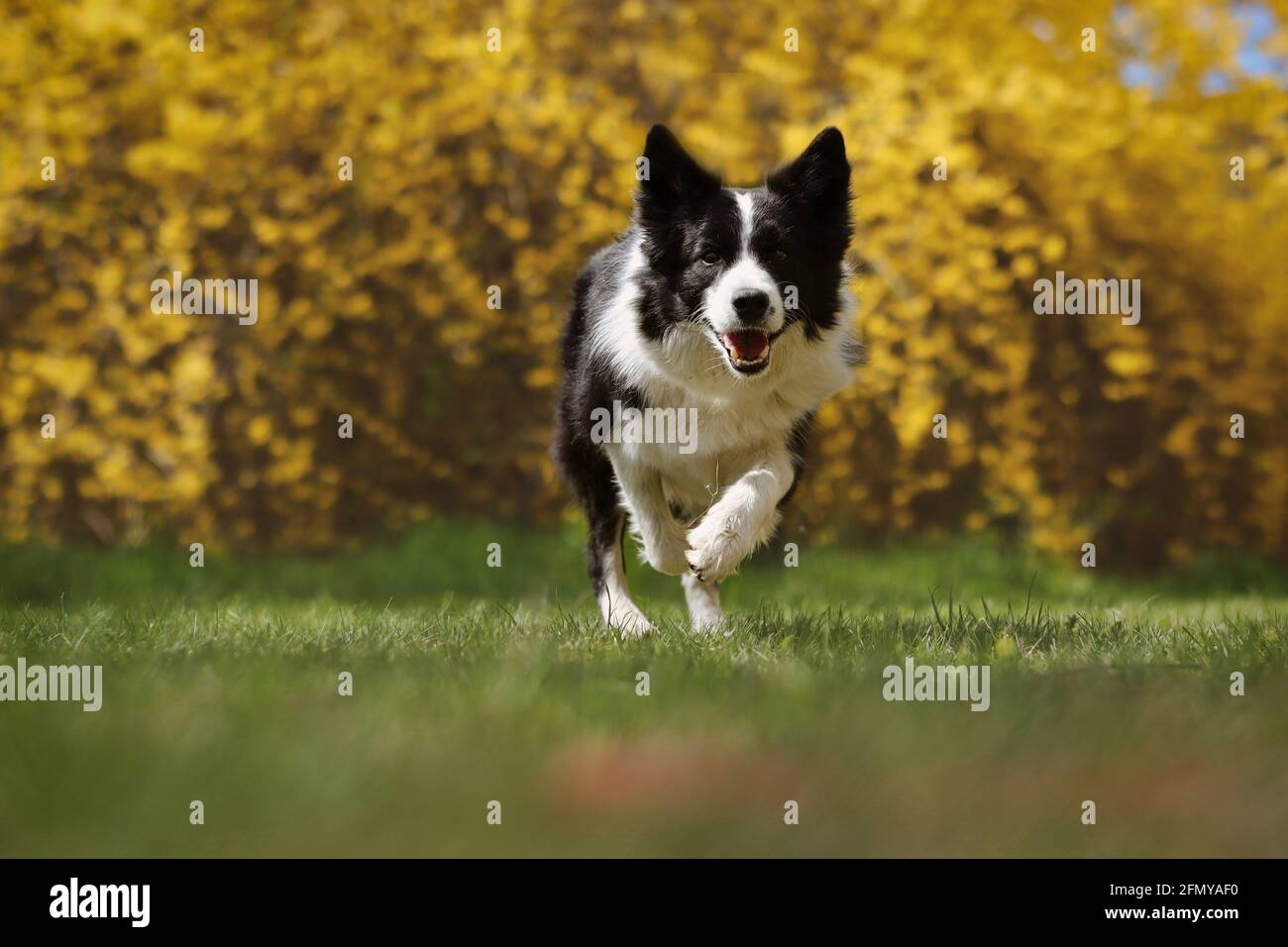 Happy Border Collie corre en el parque durante la primavera. Adorable perro blanco y negro que está activo con fondo florecido amarillo. Foto de stock