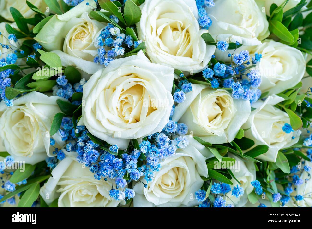 Primer plano de un ramo de rosas blancas y. flores azules Fotografía de  stock - Alamy