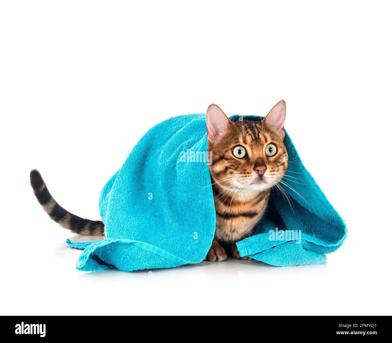Gato de Bengala en la parte delantera del fondo blanco. Foto de stock