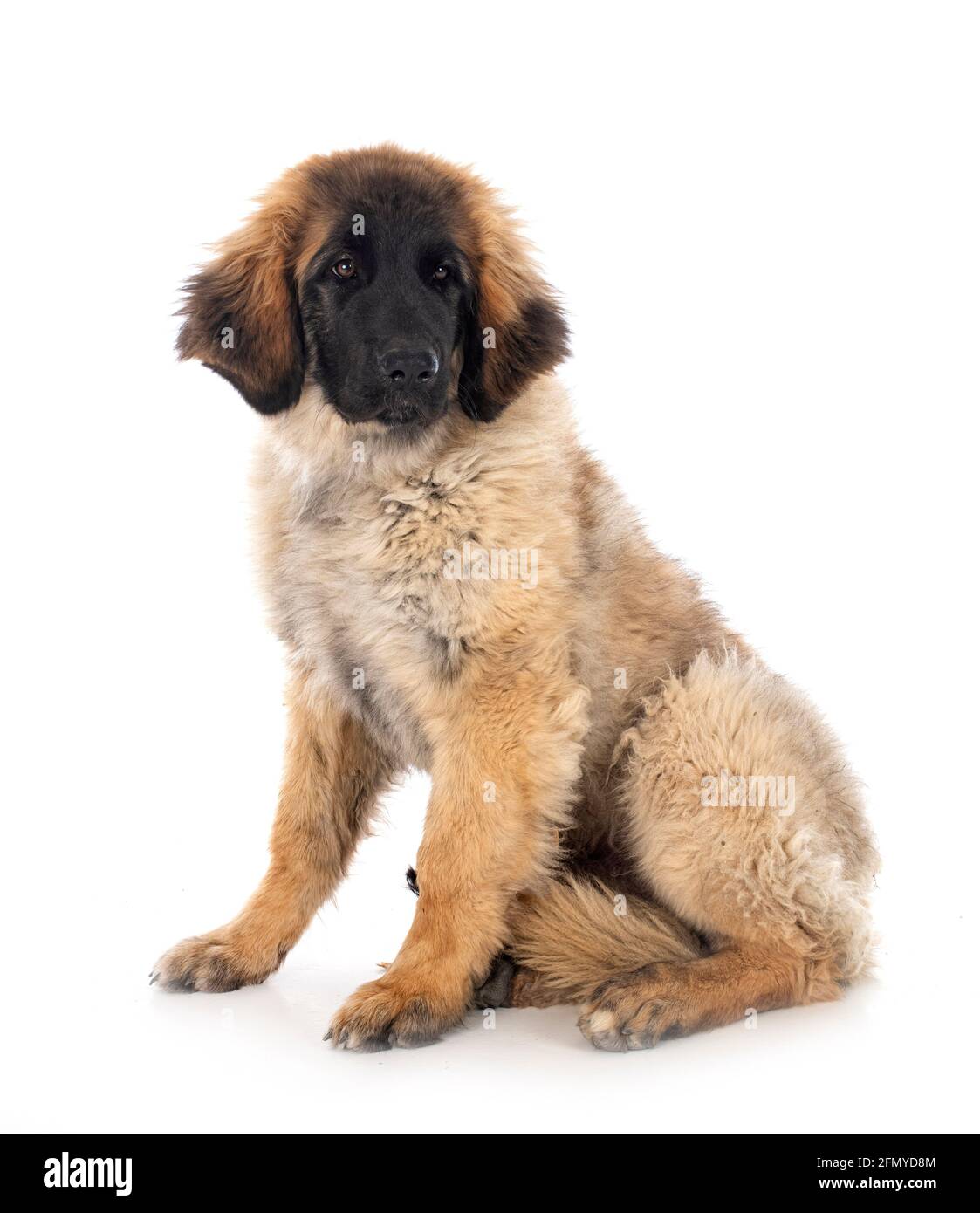 El cachorro Leonberger frente al fondo blanco Foto de stock