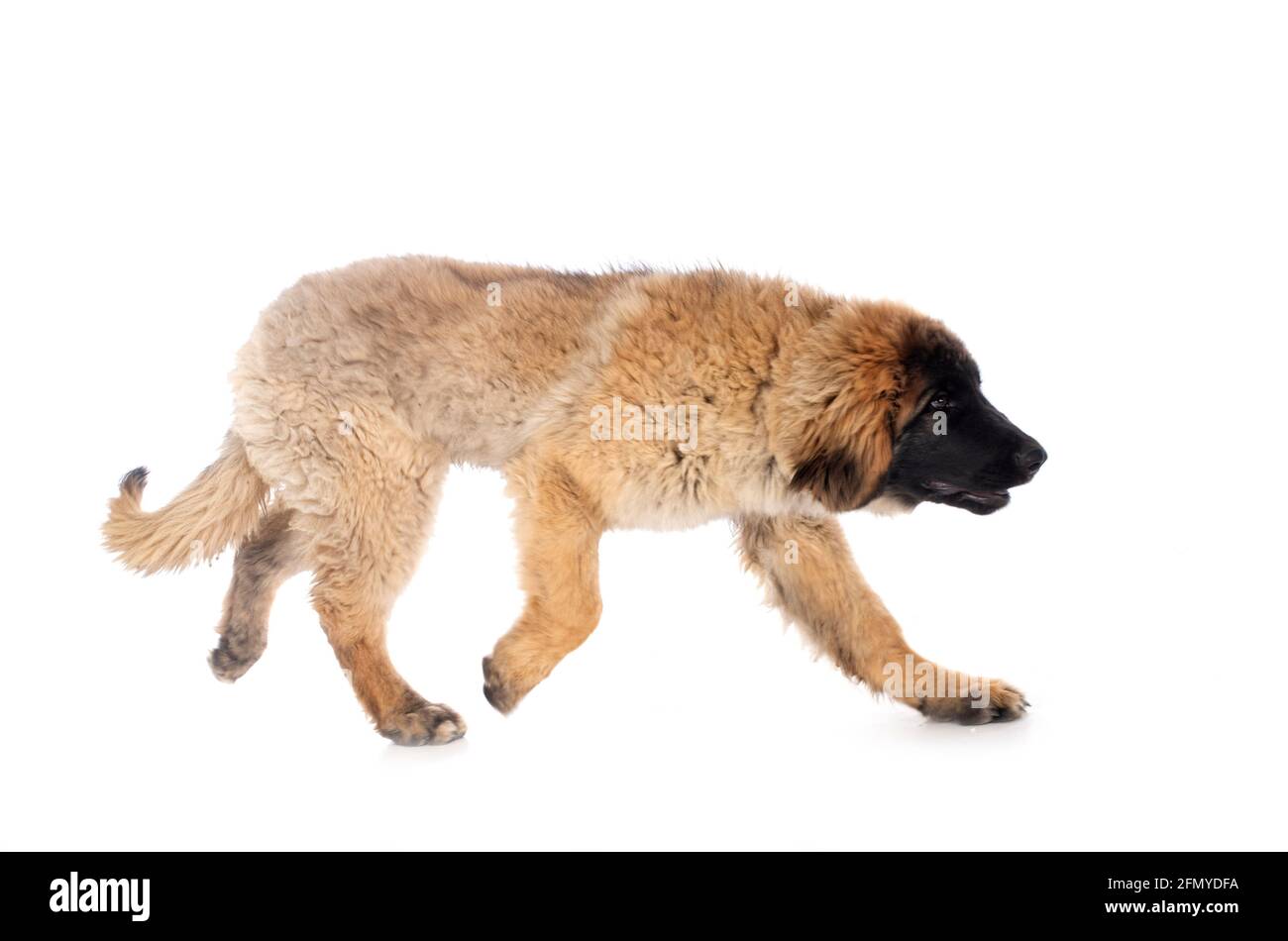 El cachorro Leonberger frente al fondo blanco Foto de stock