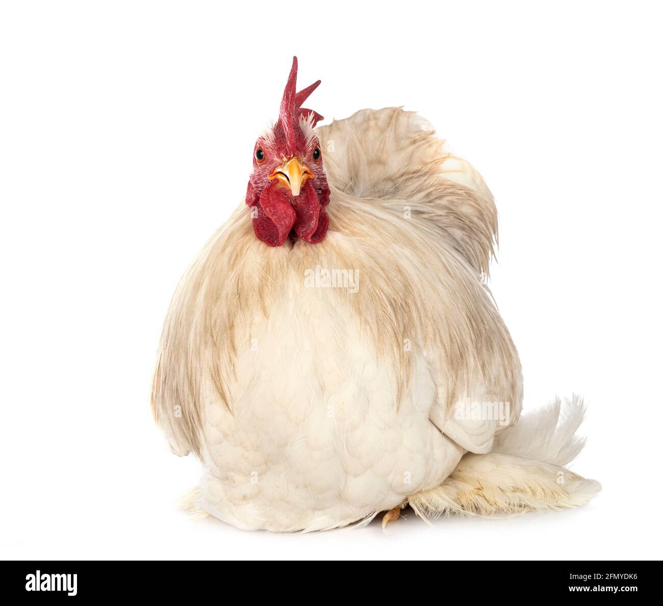 Pekin bantam delante de un fondo blanco Foto de stock