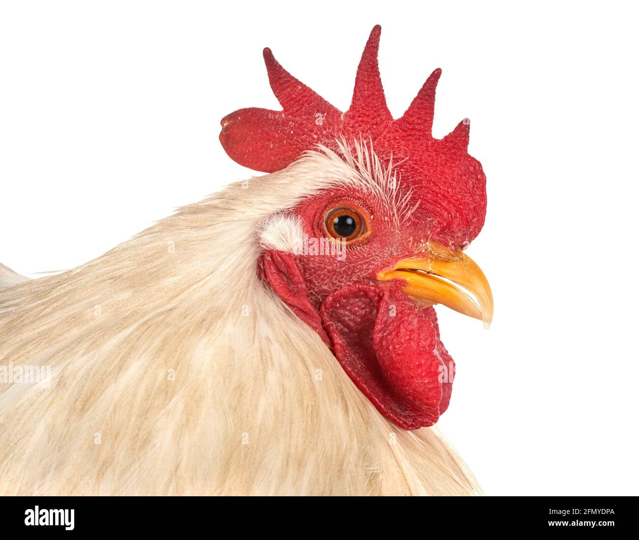 Pekin bantam delante de un fondo blanco Foto de stock