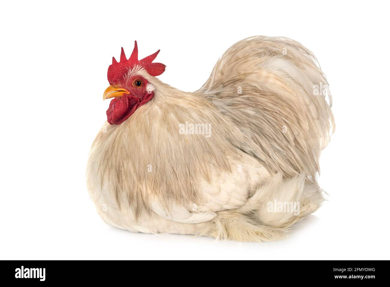 Pekin bantam delante de un fondo blanco Foto de stock