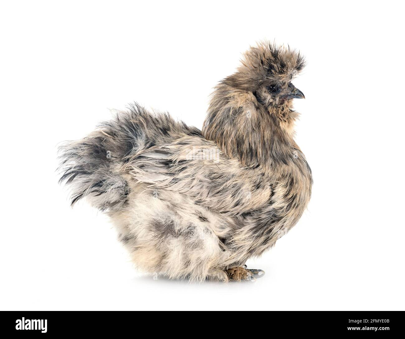 Silkie Splash delante de fondo blanco Foto de stock