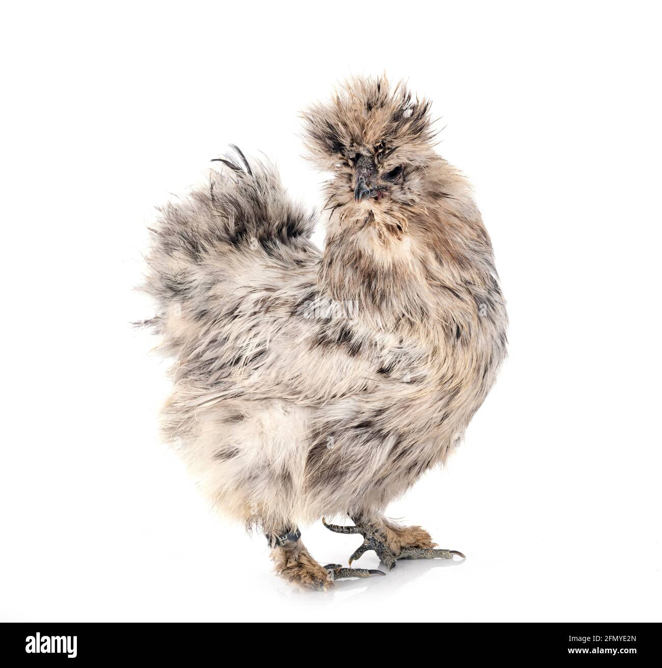 Silkie Splash delante de fondo blanco Foto de stock