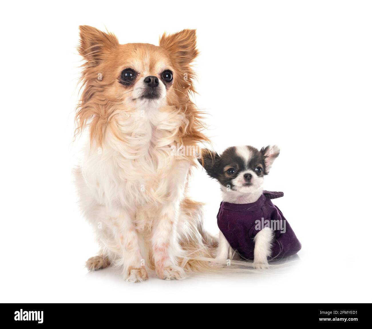 Poco chihuahuas delante de un fondo blanco Foto de stock