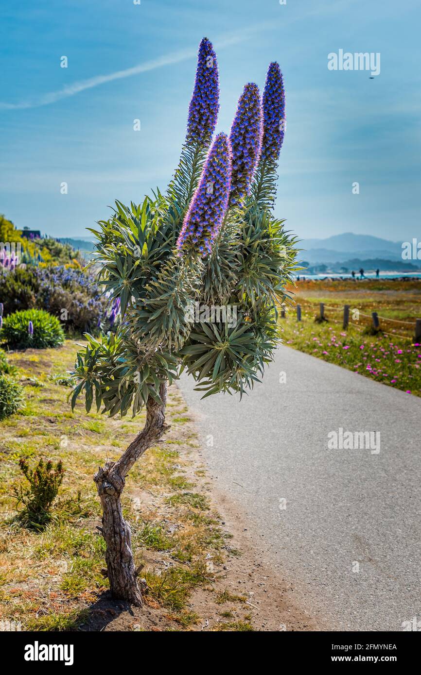 Flor púrpura Orgullo de Madeira planta en la costa del pacífico En  California Fotografía de stock - Alamy