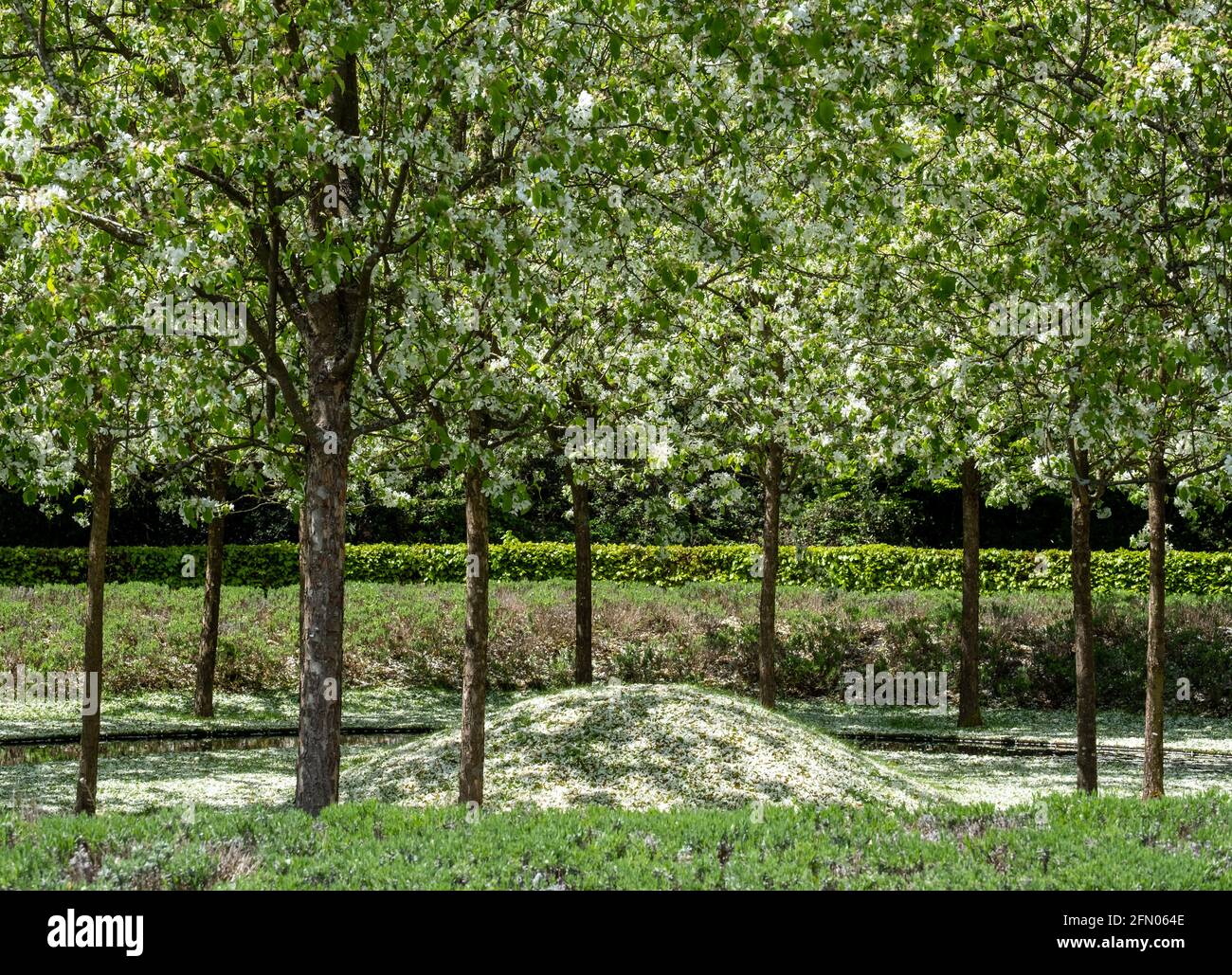 Los árboles en flor blanca rodean el anillo de agua en el Lynn Garden en  Ascott House, Bedfordshire UK. El jardín está diseñado por Jacques y Peter  Wirtz Fotografía de stock -