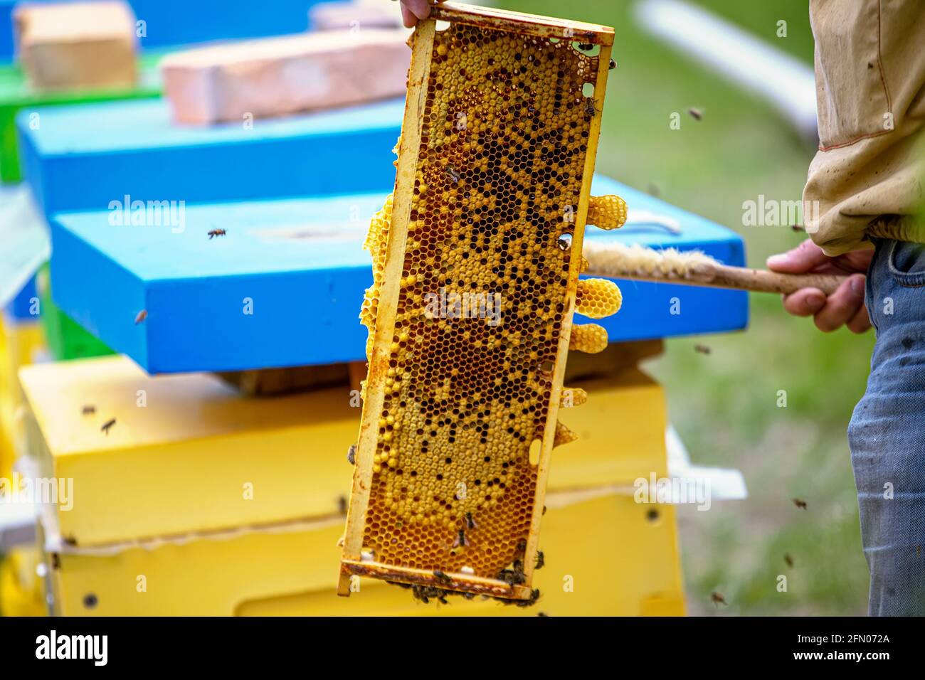 El apicultor está trabajando con las abejas y las colmenas en el apiario. Abejas en panal. Marcos de colmena de abejas. Apicultura. Miel. Alimentos saludables. Productos naturales Foto de stock
