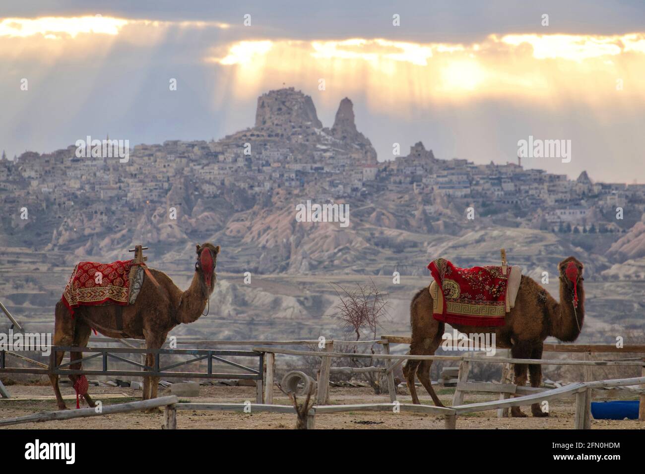 Camellos en Capadocia Foto de stock