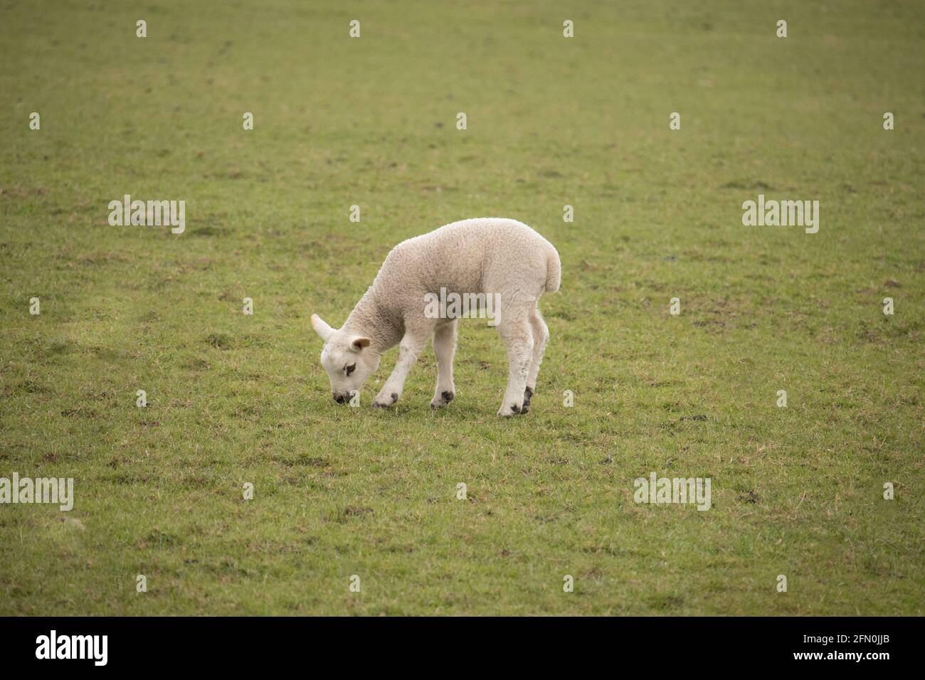 Lindo cordero solitario comiendo hierba en un campo en North Yorkshire, Inglaterra Foto de stock