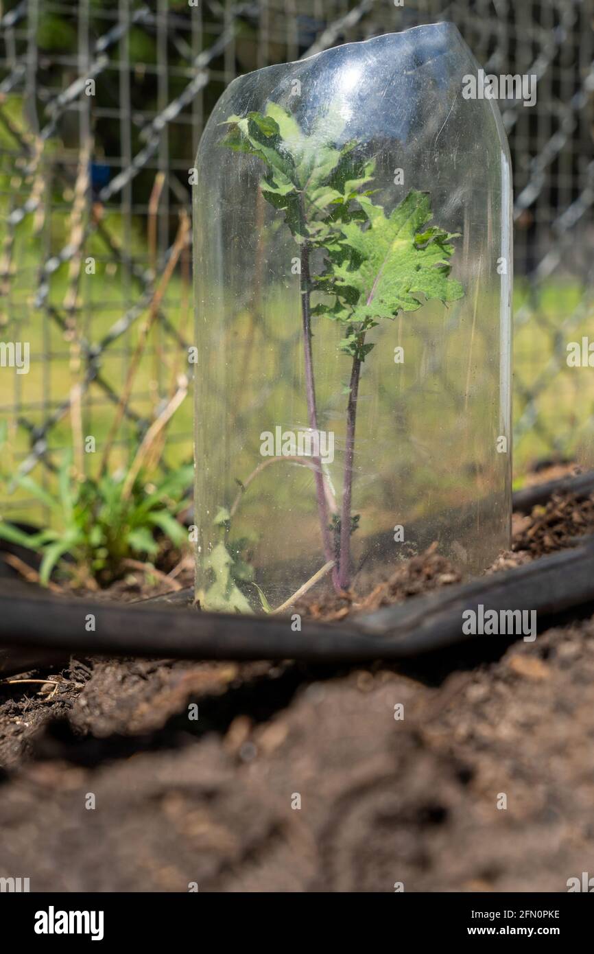 Issaquah, Washington, Estados Unidos. Red Russian Kale comienza con una botella de refresco de plástico transparente holled-out que lo rodea para mantener a los babosas y otros bichos de Foto de stock