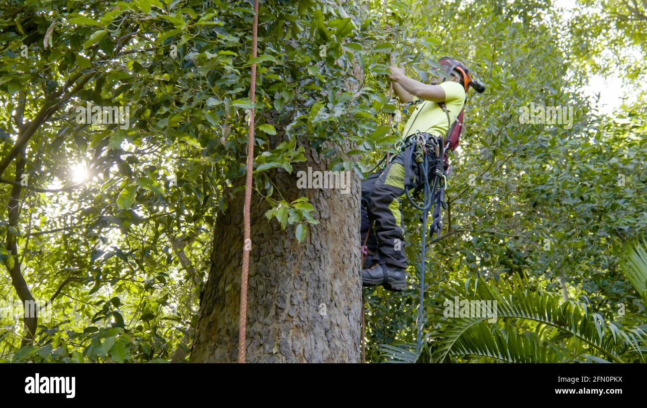 Corte de extracción de poda de árbol Foto de stock