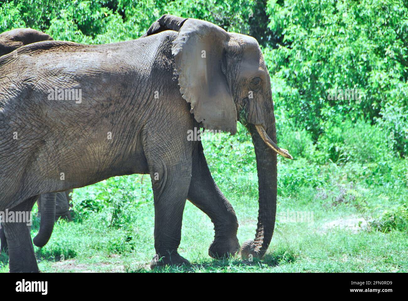 Un elefante caminando en la reserva de animales de Tarangire en Tanzania, África, en un día soleado. Foto de stock