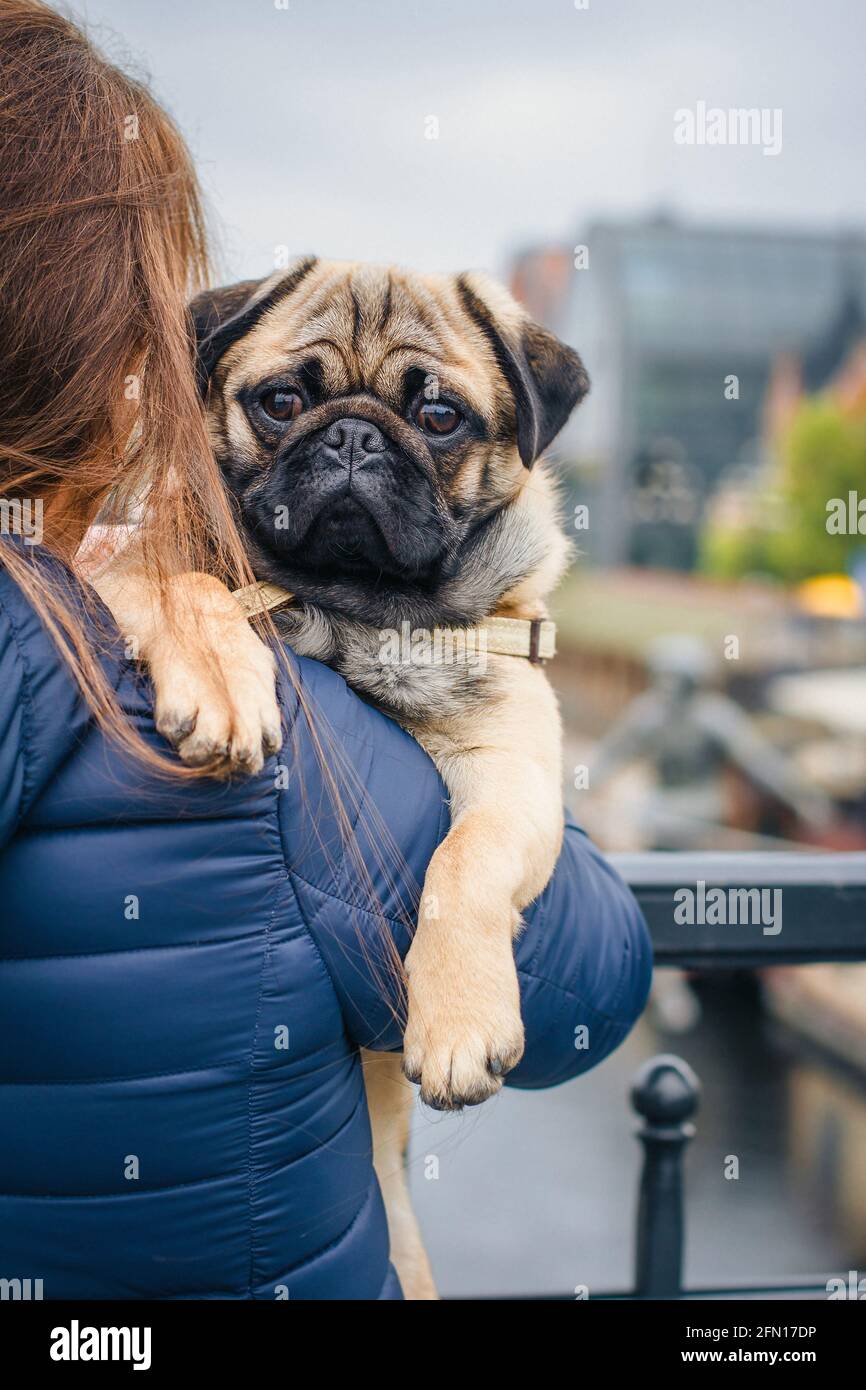 La mujer abraza a un perrito divertido con amor al aire libre. Perro de una  raza de pug con el dueño feliz juntos. Cuidado de mascotas Fotografía de  stock - Alamy