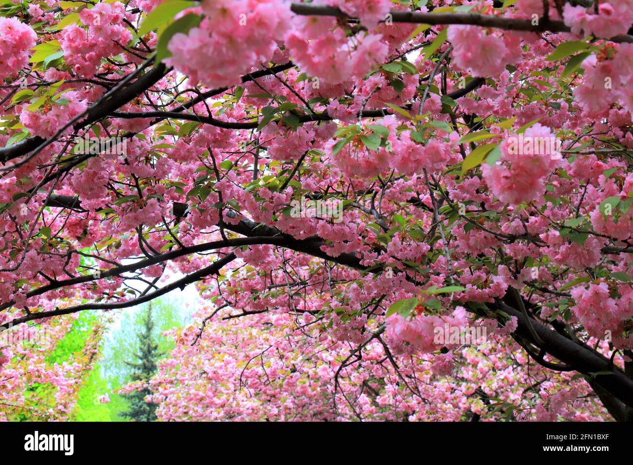 Hermosas flores de color rosa sakura, flores de cerezo japonés, florecieron  en primavera en el Día de la Madre de las Mujeres. Rosa amor natural sakura  paisaje, naturaleza Fotografía de stock -