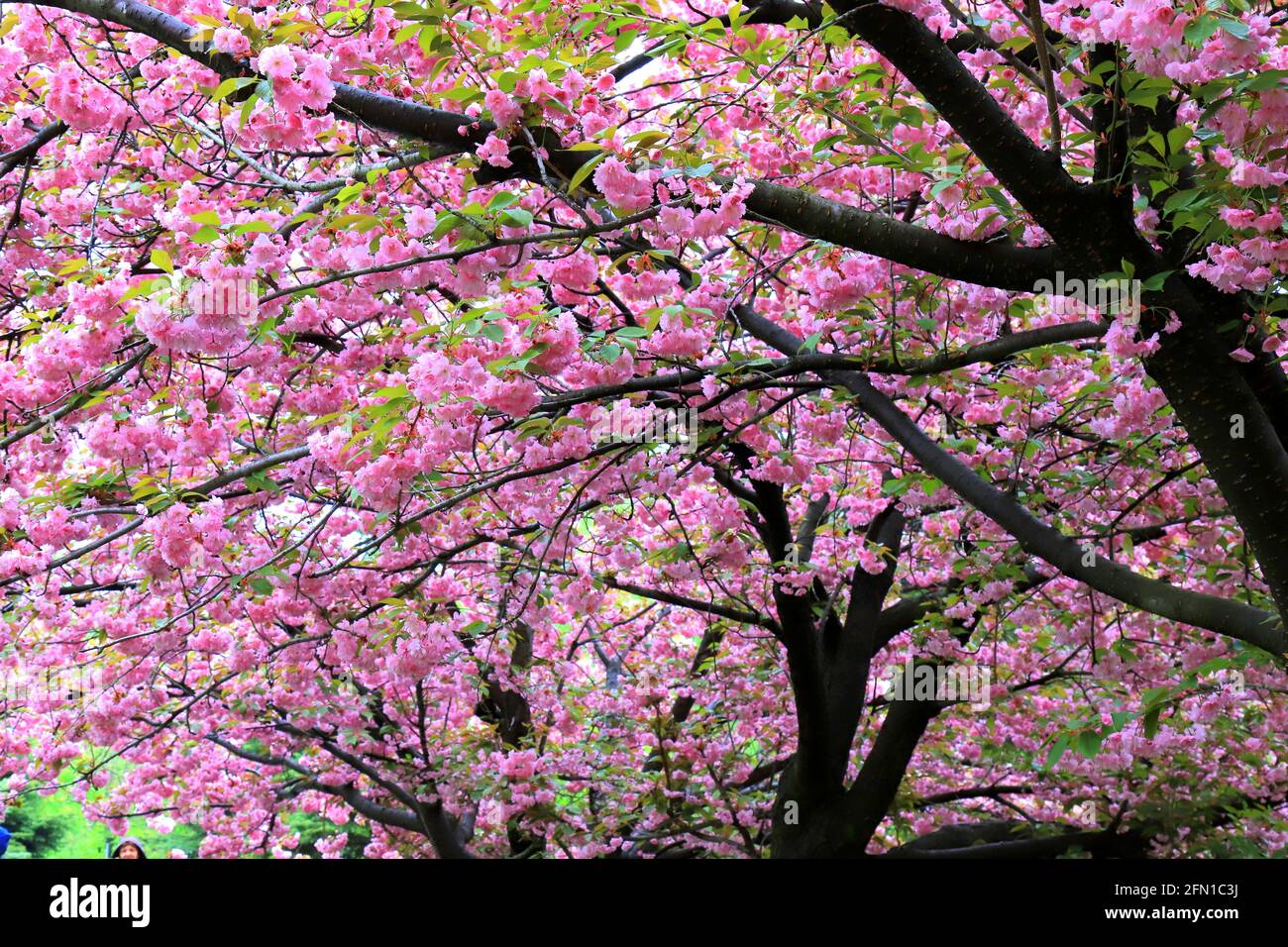 Hermosas flores de color rosa sakura, flores de cerezo japonés, florecieron  en primavera en el Día de la Madre de las Mujeres. Rosa amor natural sakura  paisaje, naturaleza Fotografía de stock -