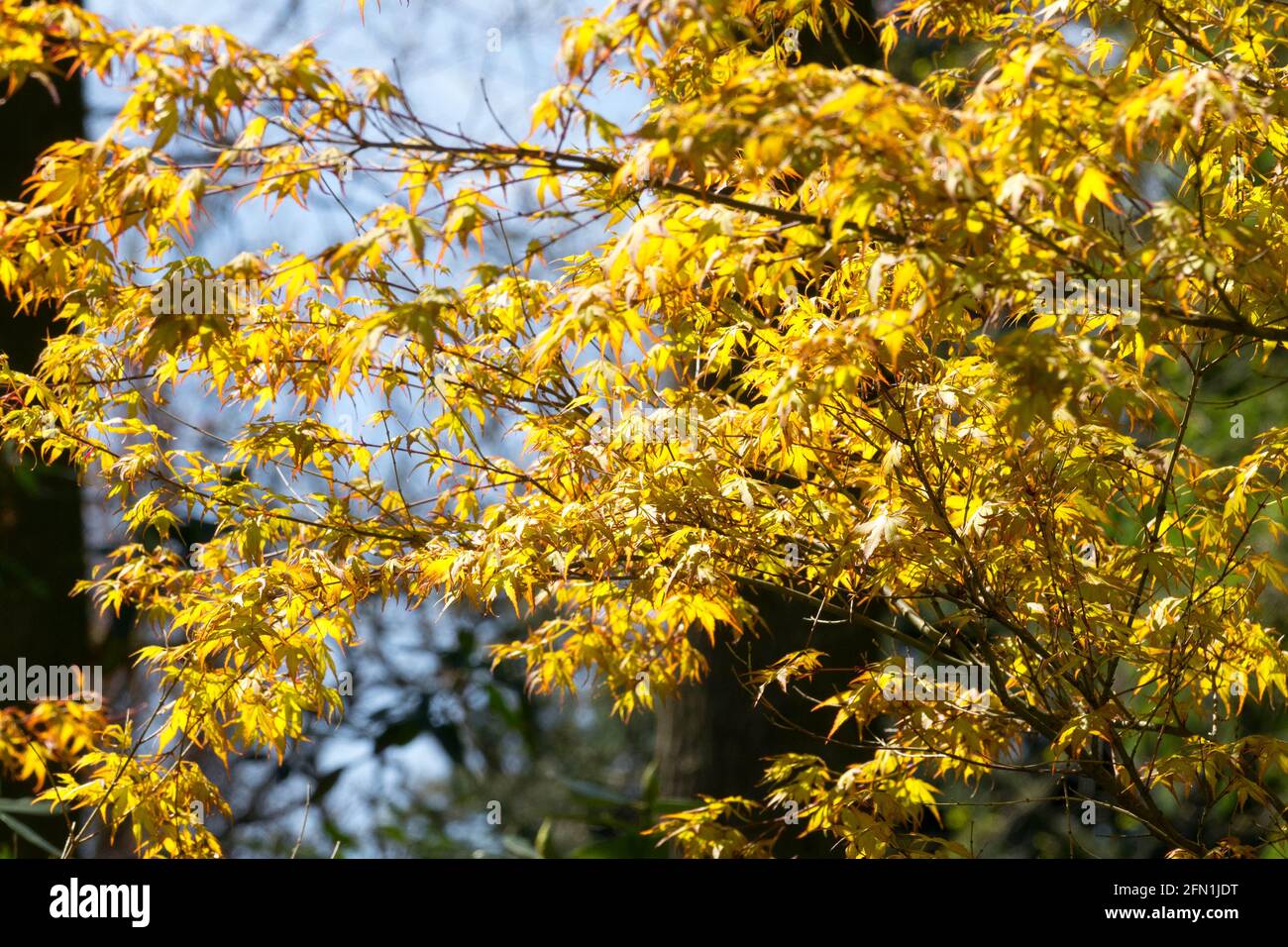 Acer palmatum Katsura árbol Golden Yellow Hojas Foto de stock