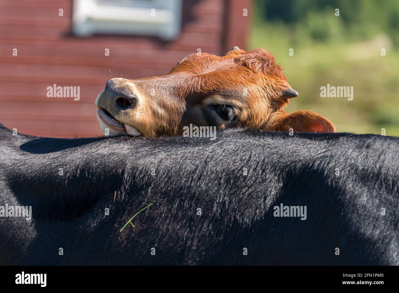 FLO, NORUEGA - 2020 DE AGOSTO DE 10. La vaca es nosy mirando sobre la parte de atrás de otra vaca. Foto de stock
