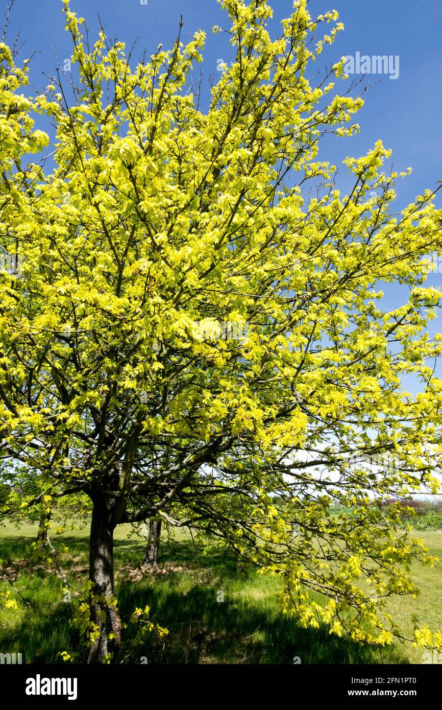 Campo arce árbol Acer campestre Postelense brillante primavera dorada follaje Foto de stock