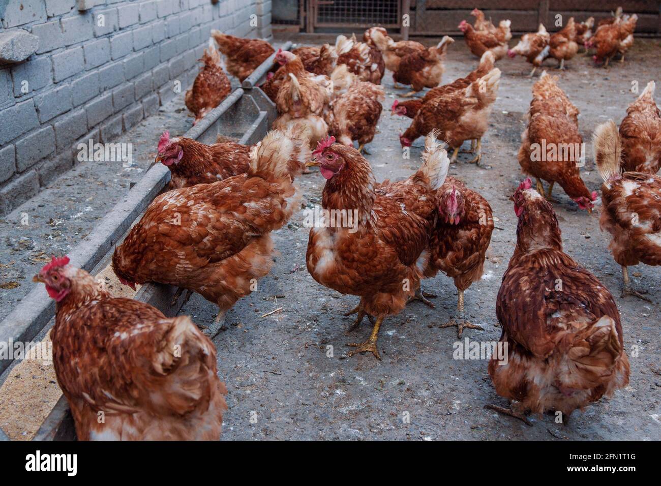 Rebaño de gallinas de plumas rojas en el patio de la granja de pollos. Aves de corral domésticas. Foto de stock